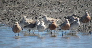 Bando de maçaricos-de-papo-vermelho [Calidris Canutus] (Foto: Bruna Fernandes)