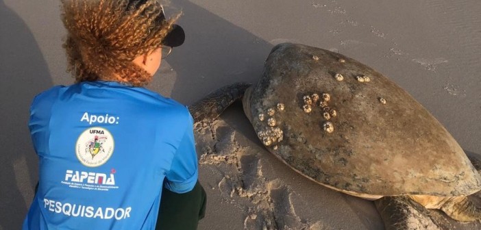 Tartaruga marinha encontrada viva, durante monitoramento na Praia de Atins (Acervo/Projeto Queamar)